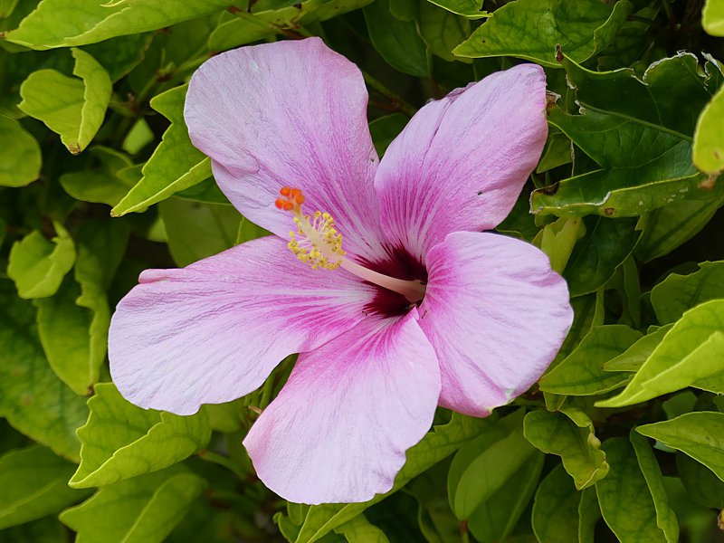 Images of Bermuda recorded March 2017 by Paul Illsley